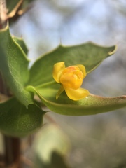 Berberis actinacantha