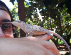 Polychrus acutirostris