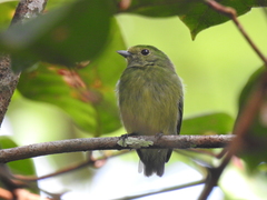Lepidothrix velutina