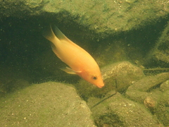 Amphilophus labiatus