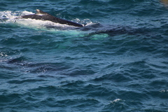 Megaptera novaeangliae australis