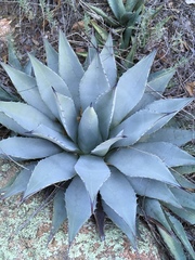 Agave parryi