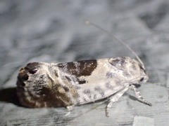 Eupselia carpocapsella