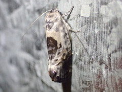 Eupselia carpocapsella
