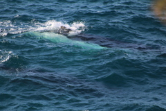 Megaptera novaeangliae australis