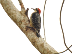 Melanerpes pucherani