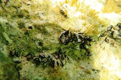 Brachidontes erosus