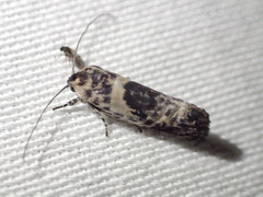 Eupselia carpocapsella