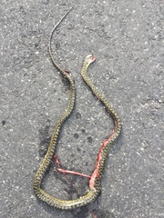 Lycodon meridionalis