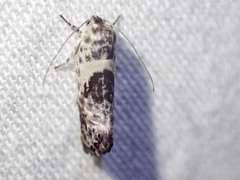 Eupselia carpocapsella