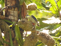 Melanerpes pucherani
