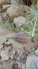 Gomphocarpus sinaicus