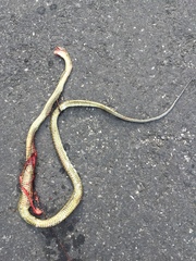 Lycodon meridionalis