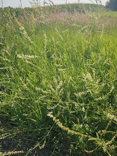 White Sweetclover
