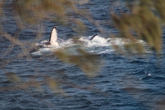 Megaptera novaeangliae australis