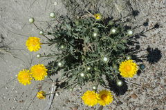 Grindelia chiloensis