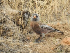Leucosticte tephrocotis littoralis
