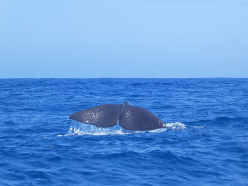 Sperm whale