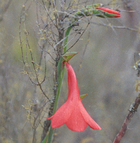 Gladiolus watsonioides image