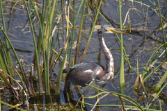 Egretta tricolor image