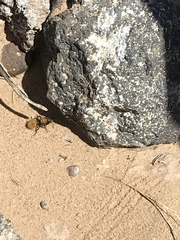 Dasymutilla stevensi