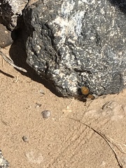 Dasymutilla stevensi