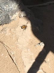 Dasymutilla stevensi