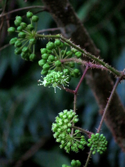 Aralia armata