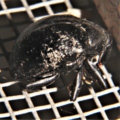 Cleogonus rubetra