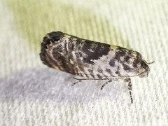 Eupselia carpocapsella