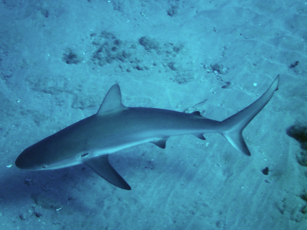 Caribbean Reef Shark in April 2019 by Derek Garvey · iNaturalist