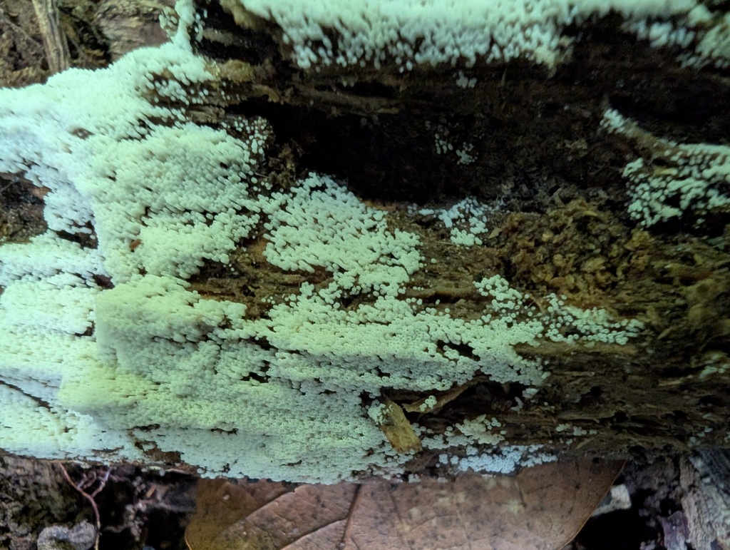 Henningsomyces candidus · July 2025 · photo: © atsushi_nakajima_cirque (iNaturalist, cc-by)