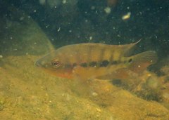 Amphilophus citrinellus