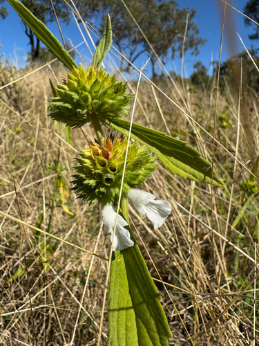 lavender-leaved leucas