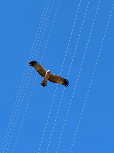 Spotted Harrier