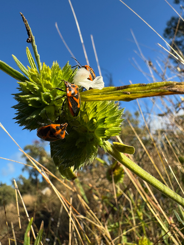 Horehound Bug