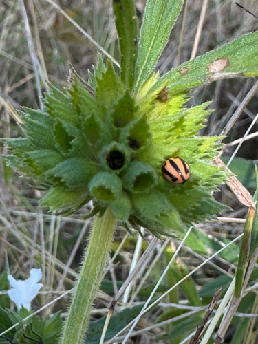 Striped Ladybird