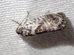 Eupselia carpocapsella