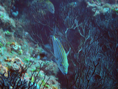 Haemulon carbonarium