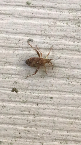 Clouded Plant Bug photo 4