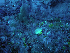 Hypoplectrus unicolor