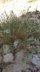 Gomphocarpus sinaicus