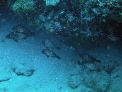Pareques acuminatus