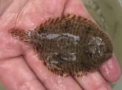 Trinectes maculatus