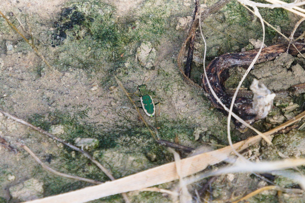 Grass-runner Tiger Beetle