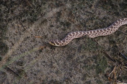 Mexican Hognose Snake