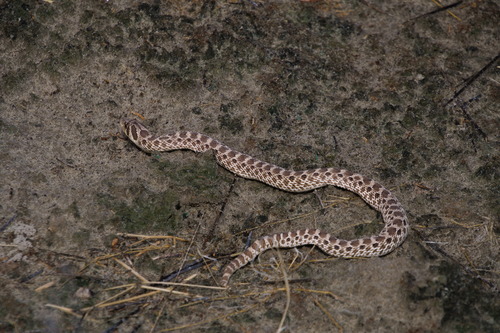 Mexican Hognose Snake