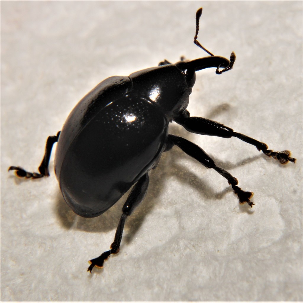 Cleogonus rubetra