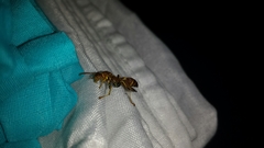 Mischocyttarus mexicanus cubicola