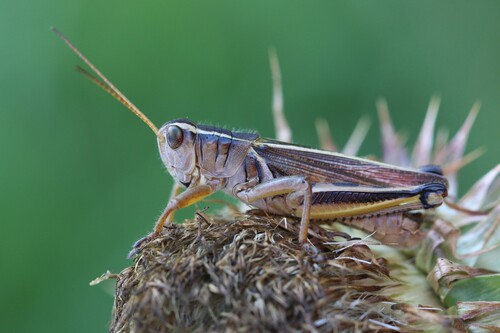Two-striped grasshopper